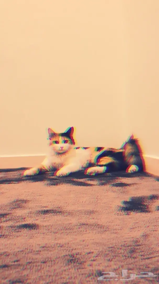 قطه للتبني لعدم التفرغ (image 1)