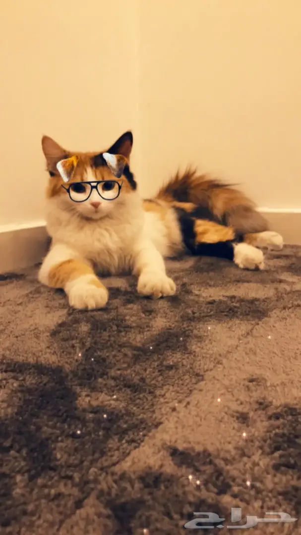 قطه للتبني لعدم التفرغ (image 2)
