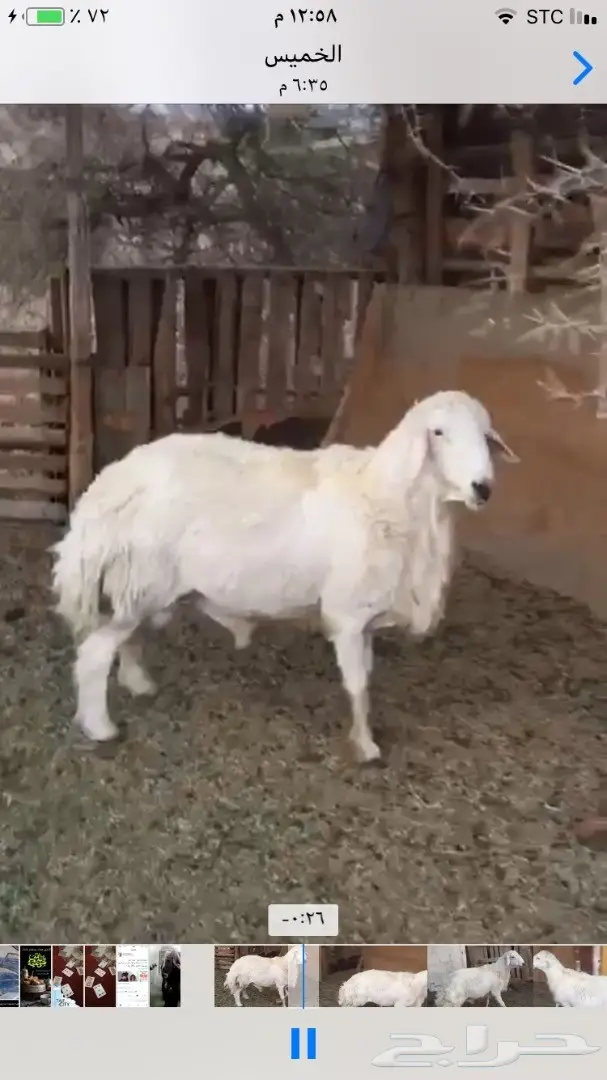 طلي فحل مشروط (image 4)