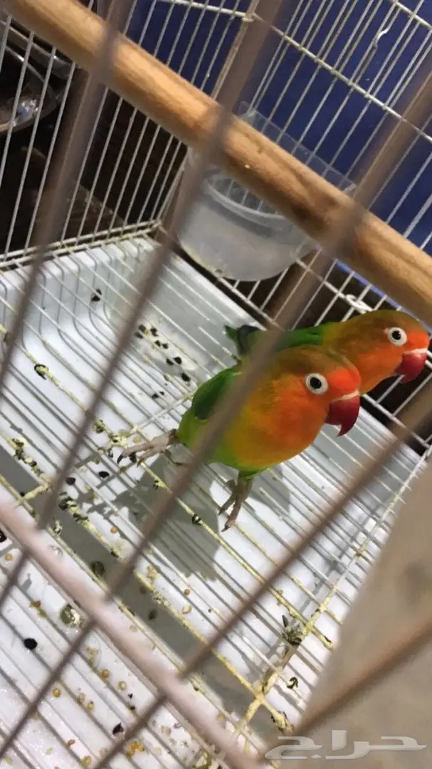 للبيع جوز كروان وجوز فيشر (image 2)