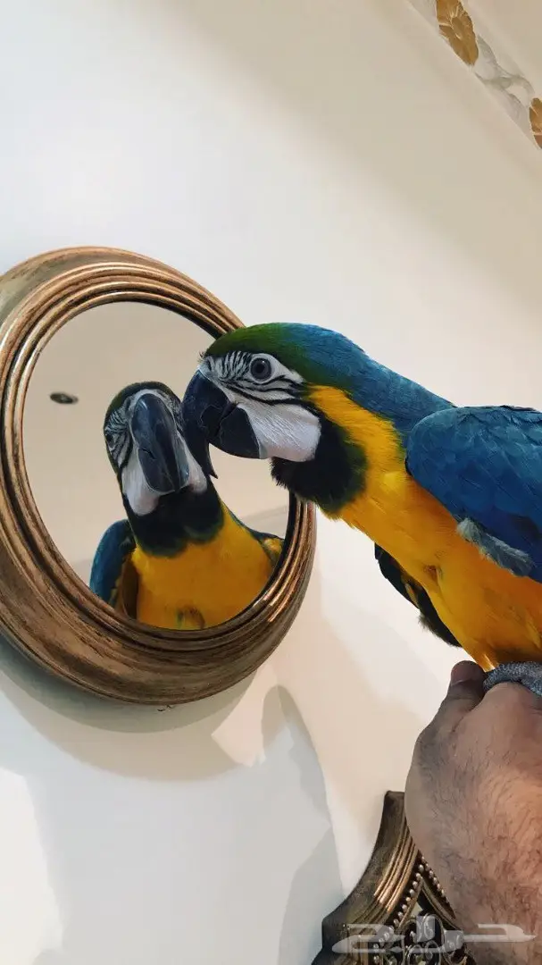 فرخ مكاو بلو اند قولد هدد  (image 1)