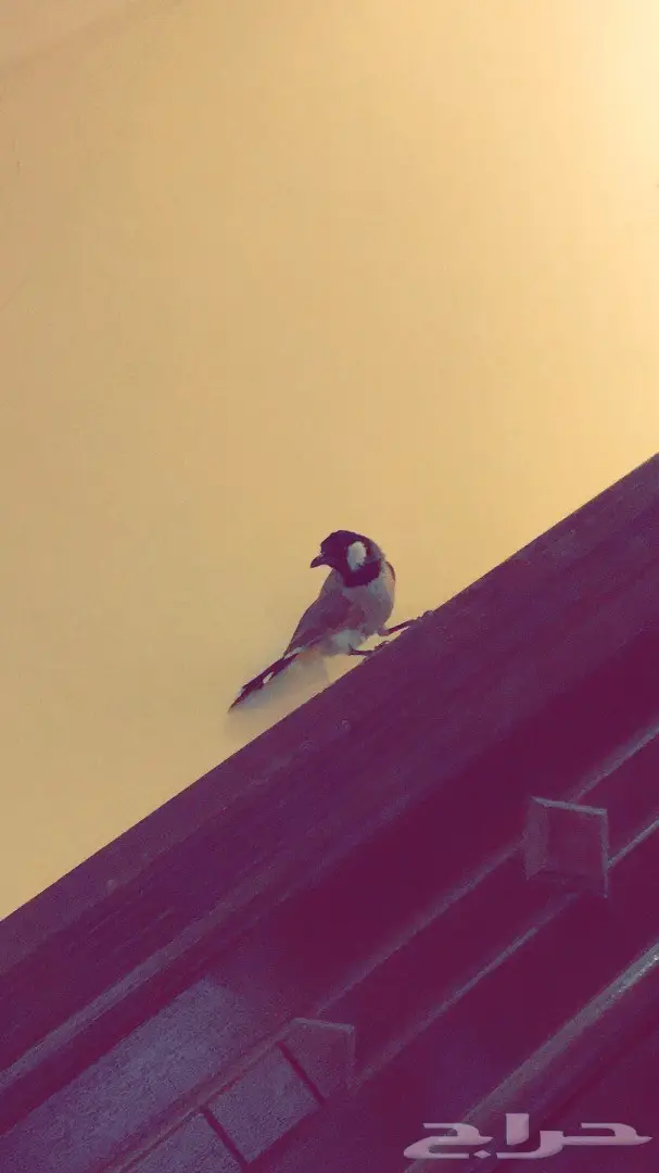 فرخ بلبل طفره نادر - فرصة لا تُفوَّت! (image 2)