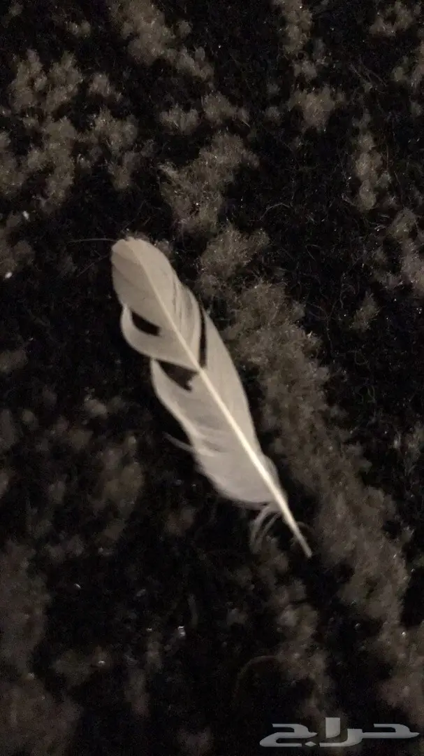 فرخ بلبل طفره نادر - فرصة لا تُفوَّت! (image 3)