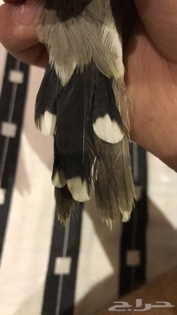 فرخ بلبل طفره نادر - فرصة لا تُفوَّت! (image 6)