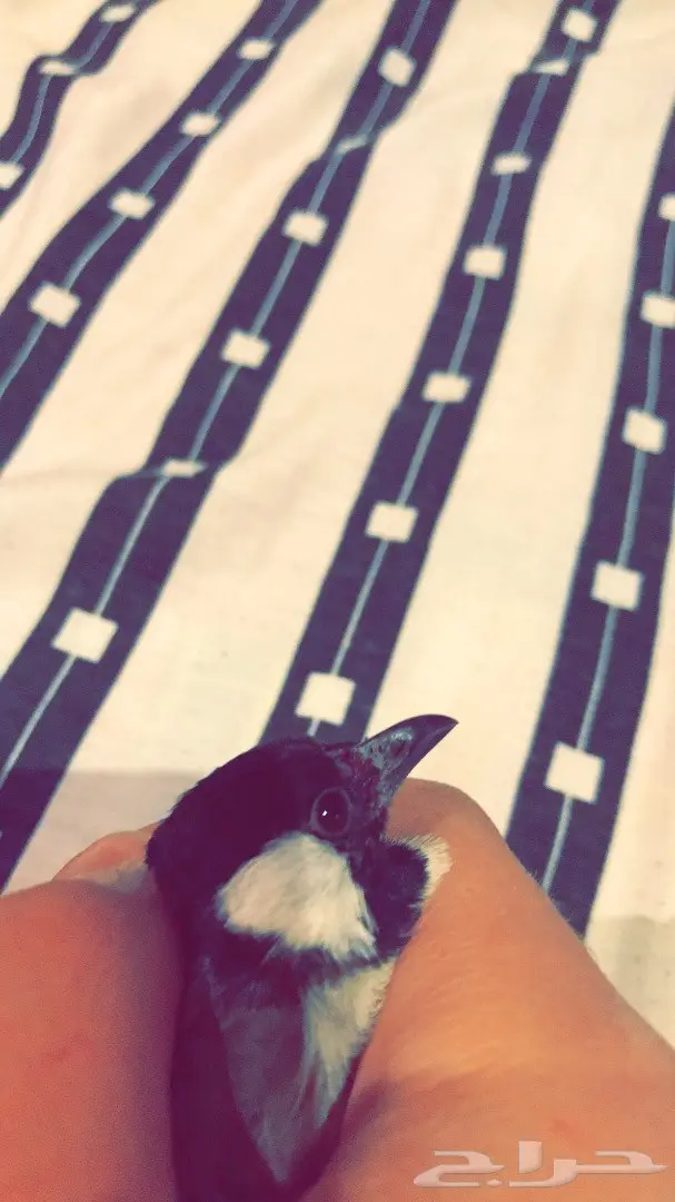 فرخ بلبل طفره نادر - فرصة لا تُفوَّت! (image 7)