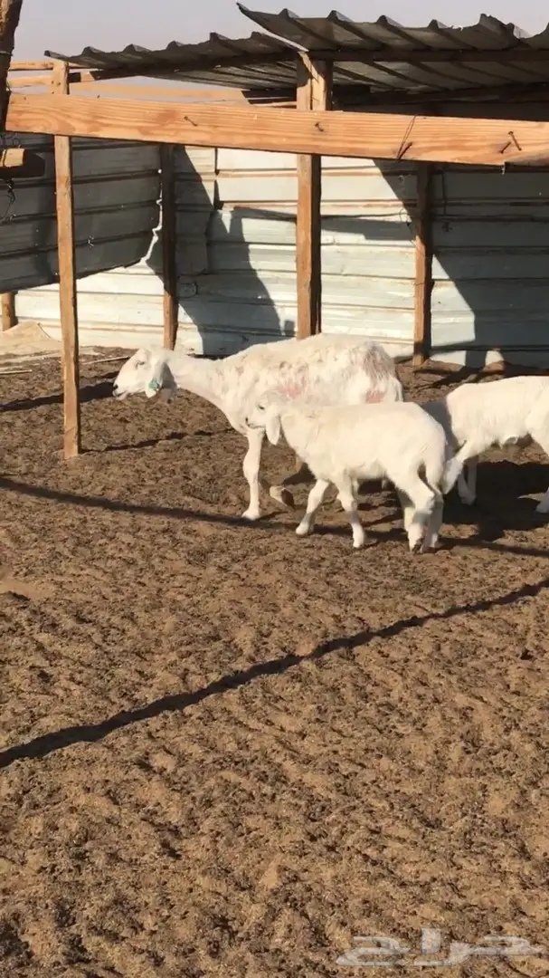 حريه معها اثنين - شرق الرياض 