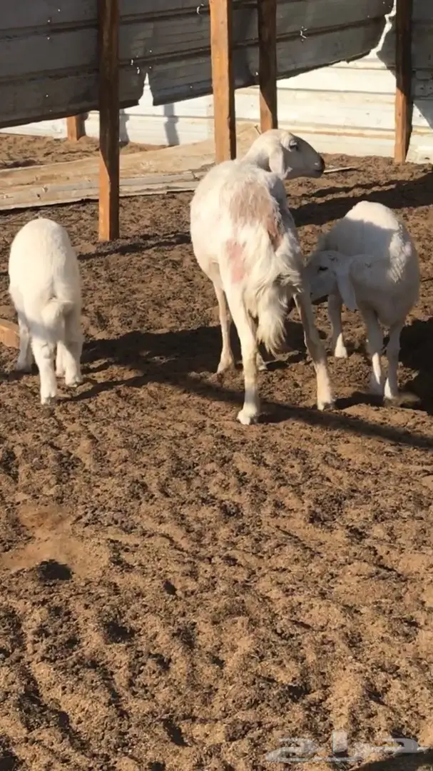 حريه معها اثنين - شرق الرياض  (image 1)