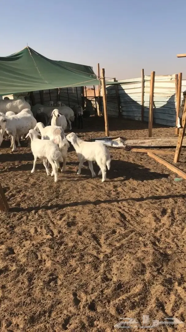 حريه معها اثنين - شرق الرياض  (image 2)