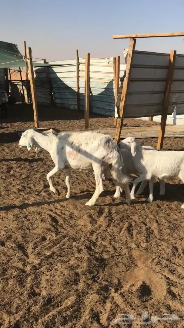 حريه معها اثنين - شرق الرياض  (image 3)