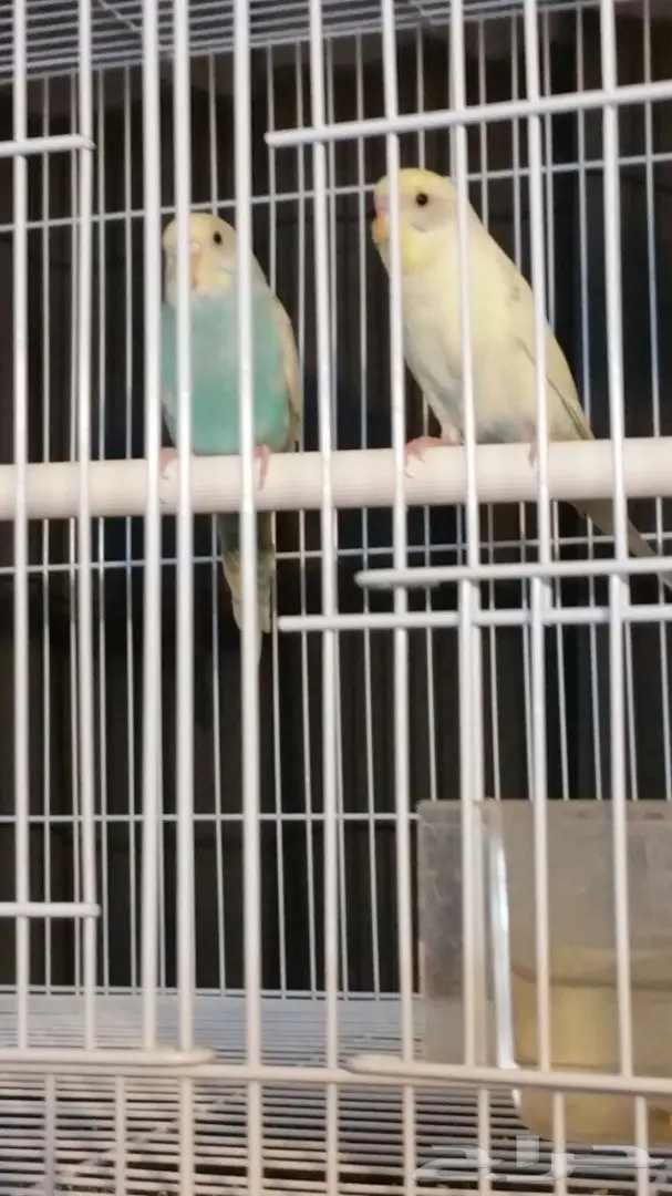 تبني طيور زينة – فرصة لإنقاذ حياة! (image 3)