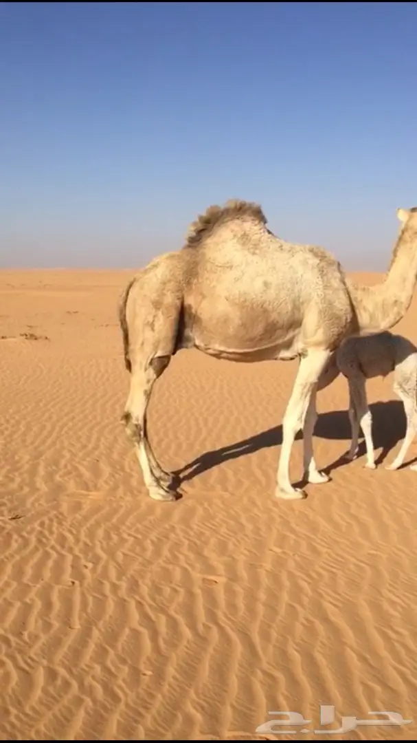 للبيع خلفا طيبه تحتها بكرة 