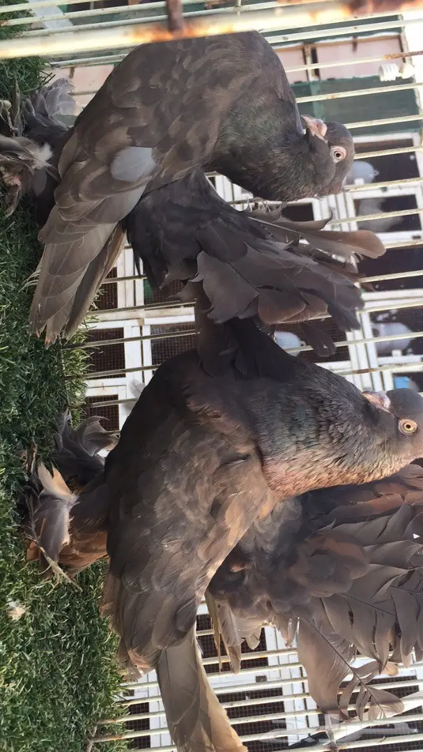 (( رقاص هندي ))) (image 2)