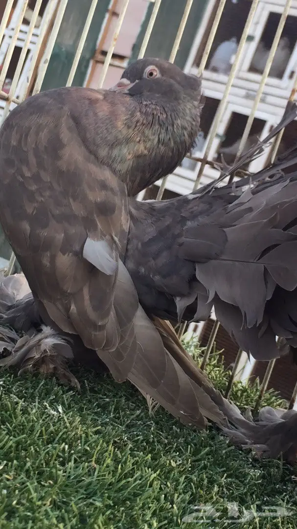 (( رقاص هندي ))) (image 3)