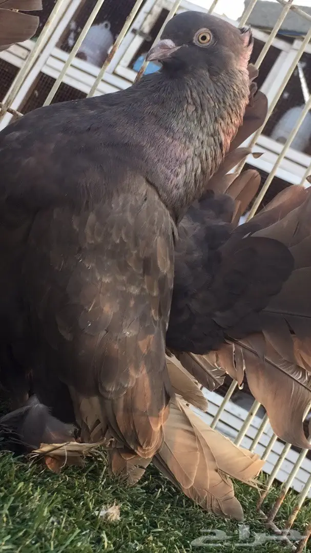 (( رقاص هندي ))) (image 4)