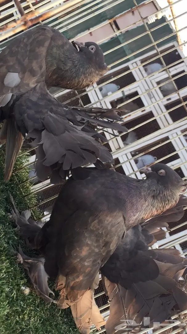 (( رقاص هندي ))) (image 5)