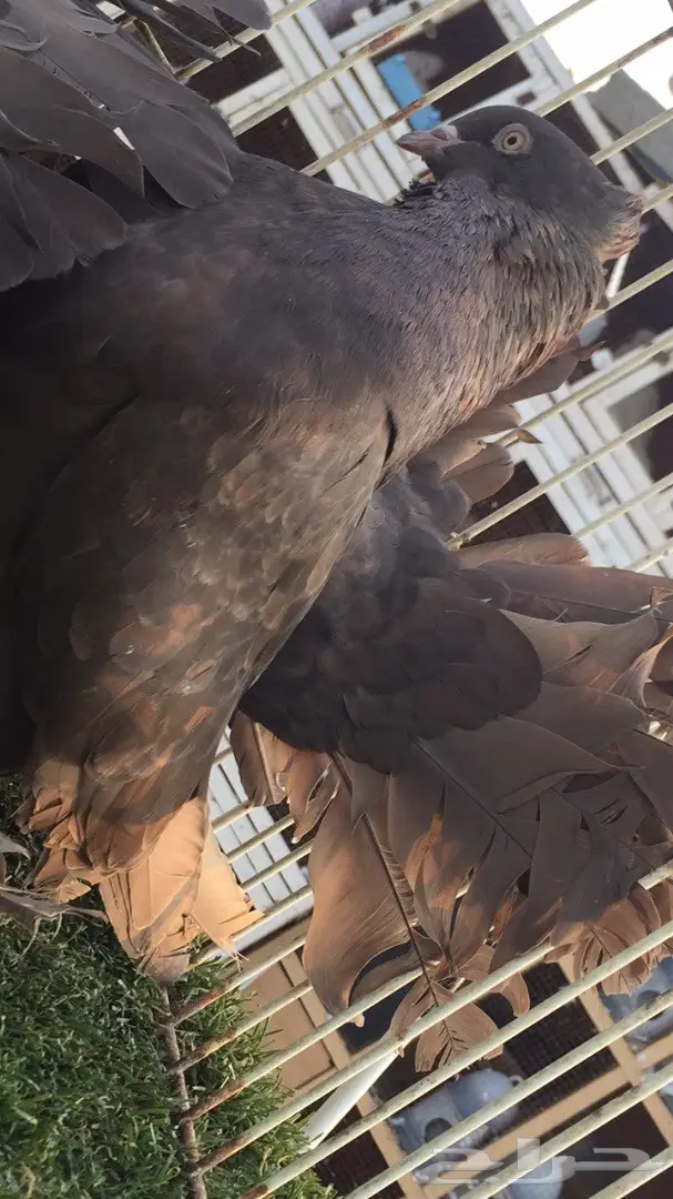 (( رقاص هندي ))) (image 6)