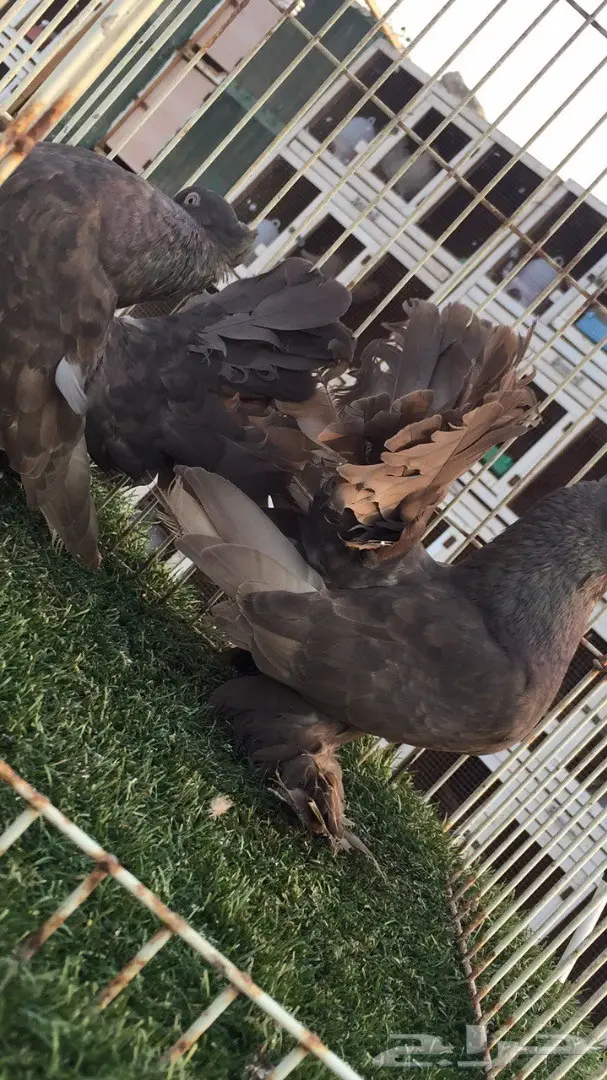 (( رقاص هندي ))) (image 7)