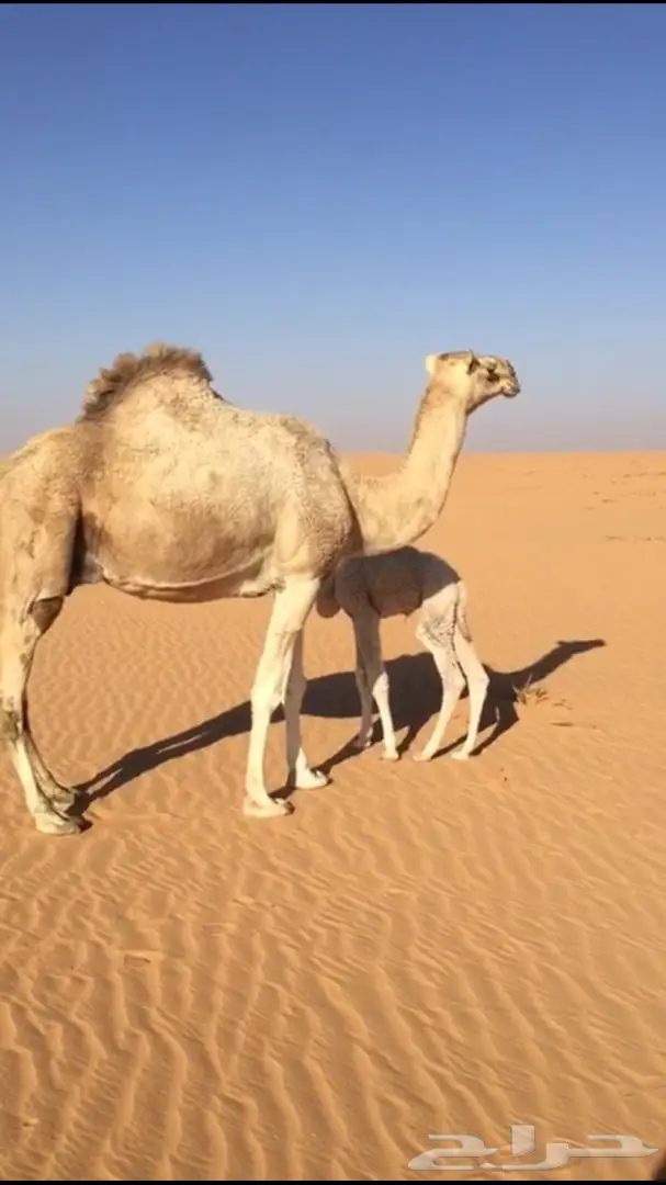 للبيع خلفا طيبه تحتها بكرة  (image 1)