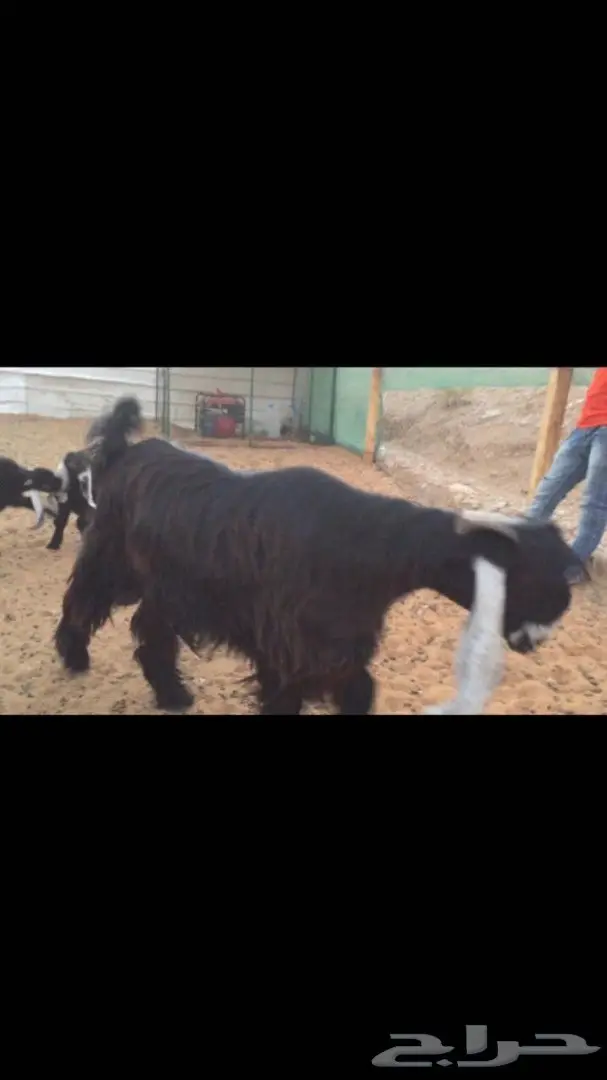 جفار عوارض نقوه وطييبه بفحلها معرفات (image 1)