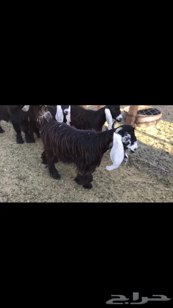 جفار عوارض نقوه وطييبه بفحلها معرفات (image 5)