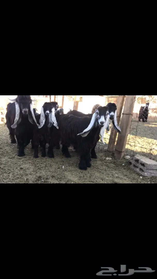 جفار عوارض نقوه وطييبه بفحلها معرفات (image 6)