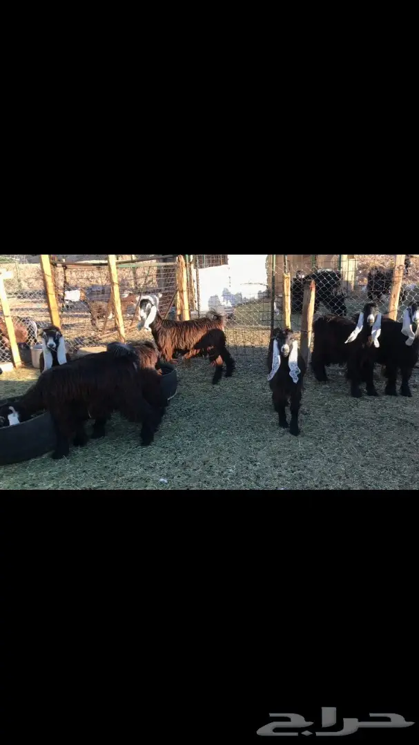 جفار عوارض نقوه وطييبه بفحلها معرفات (image 7)