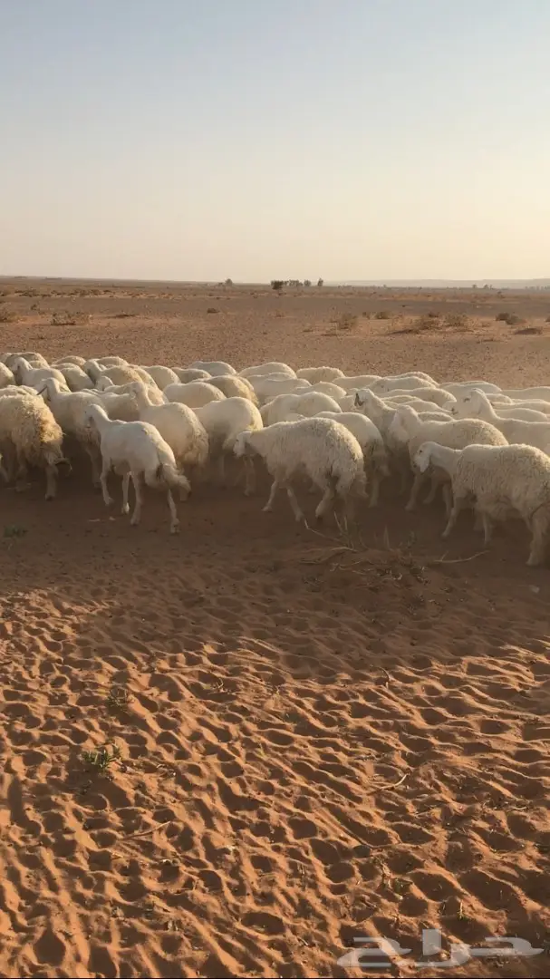 غنم حرية للبيع 