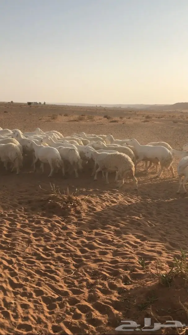 غنم حرية للبيع  (image 1)