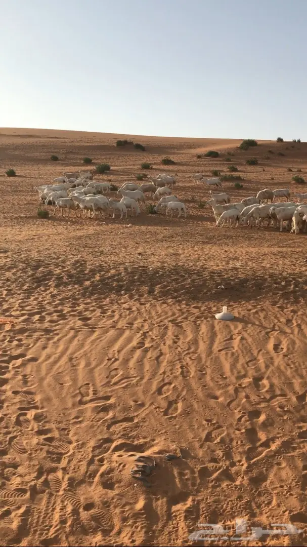 غنم حرية للبيع  (image 2)