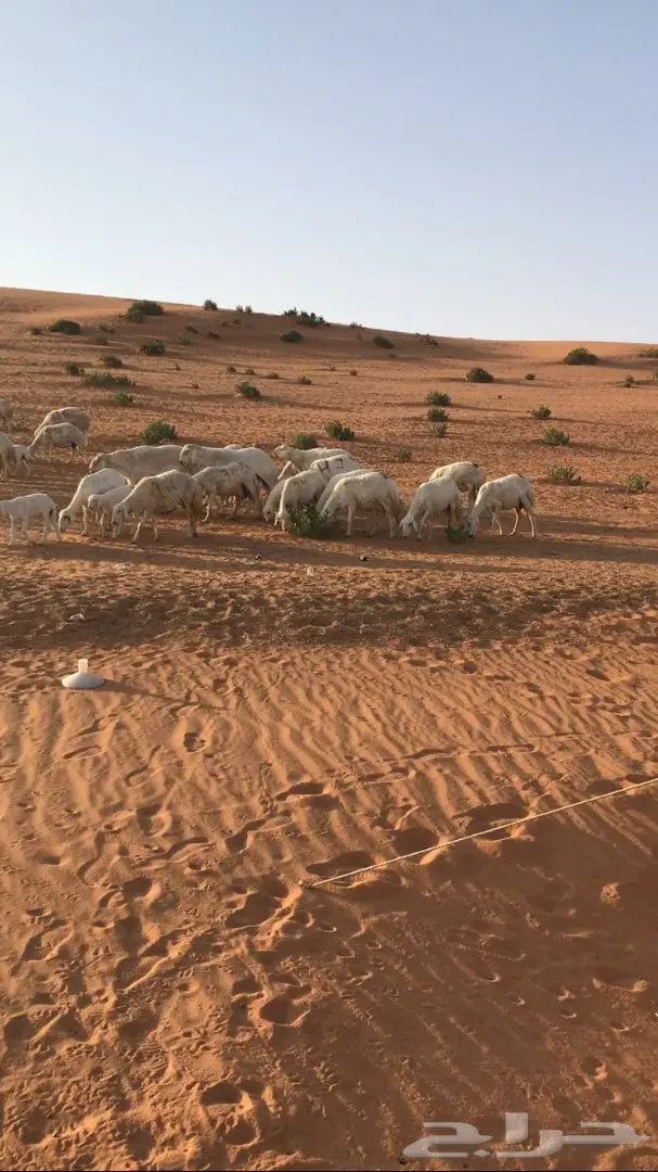 غنم حرية للبيع  (image 3)