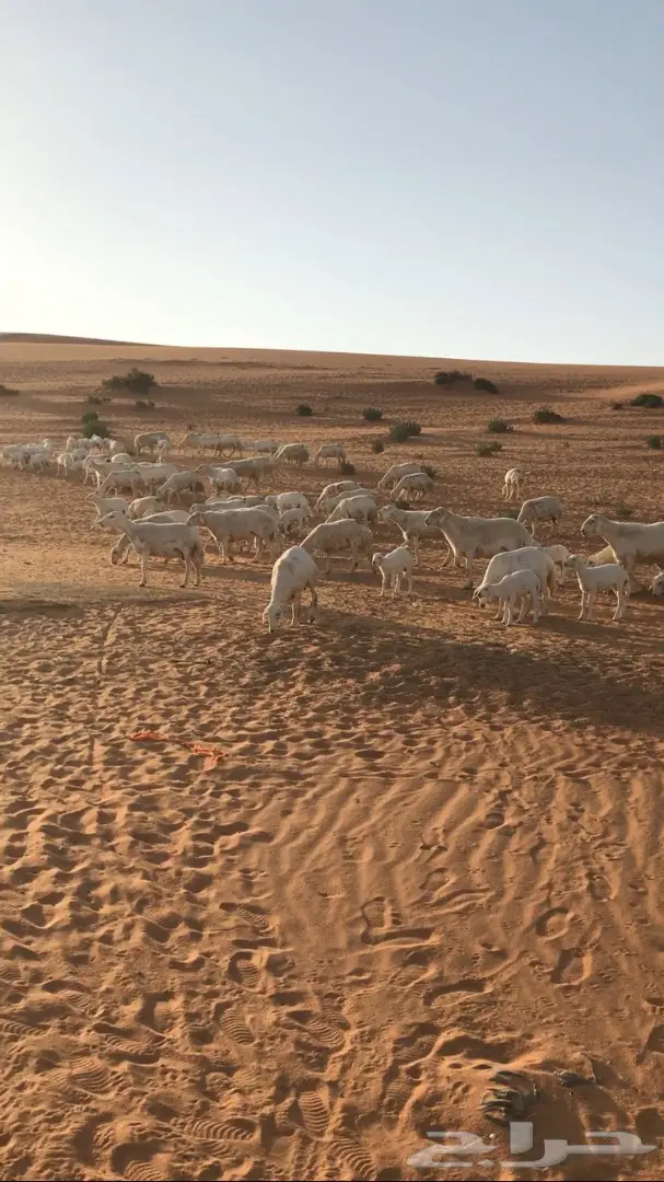 غنم حرية للبيع  (image 4)