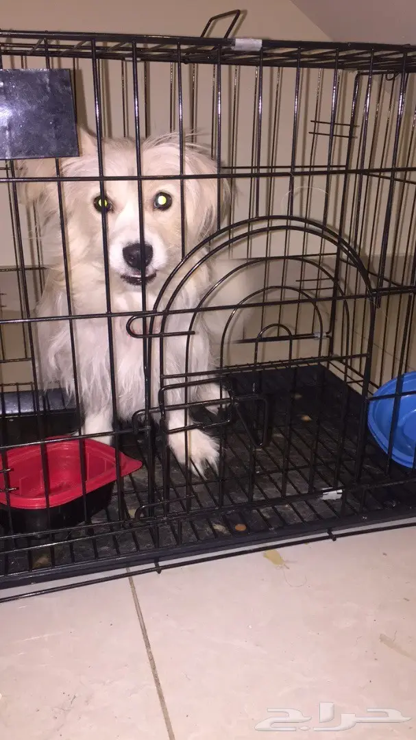 كلب فرنسي لعوب للبيع او البدل (image 1)