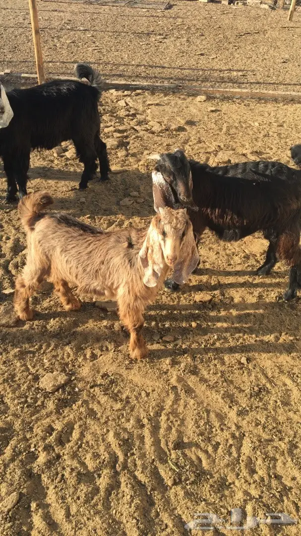 تيوس عارضية