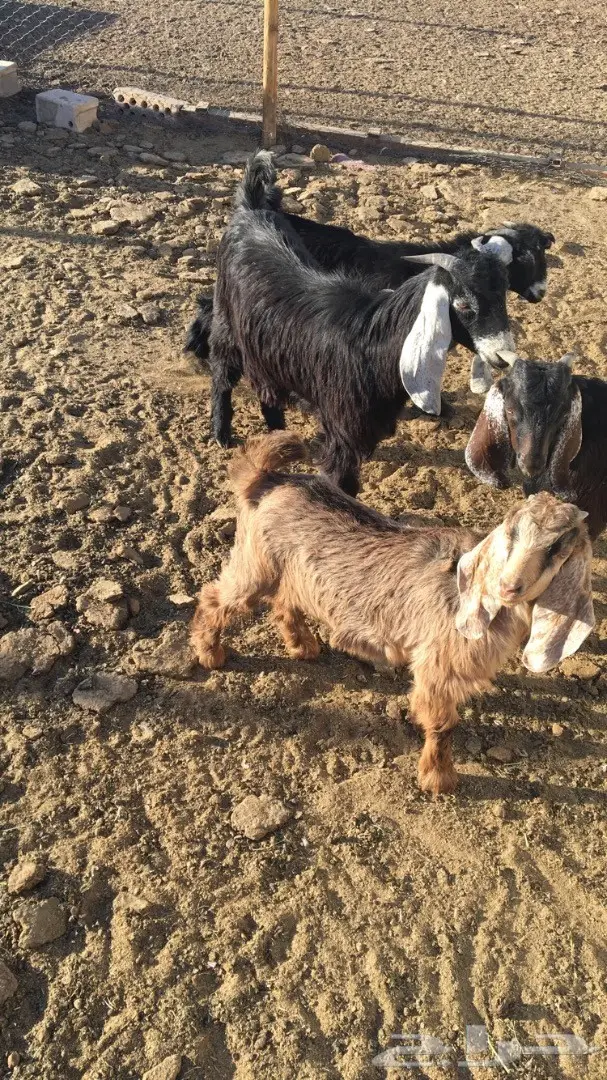 تيوس عارضية (image 1)