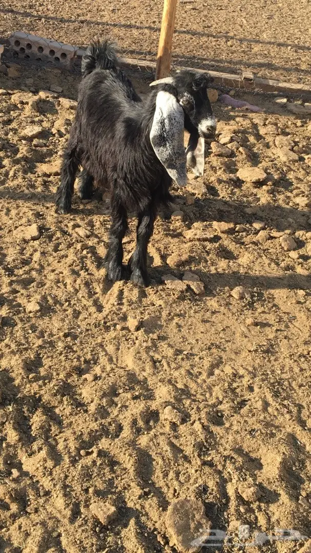 تيوس عارضية (image 3)