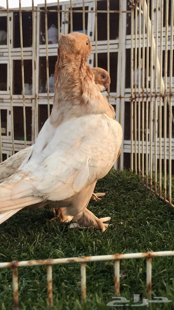 ((جوز ارجنت فراشه))