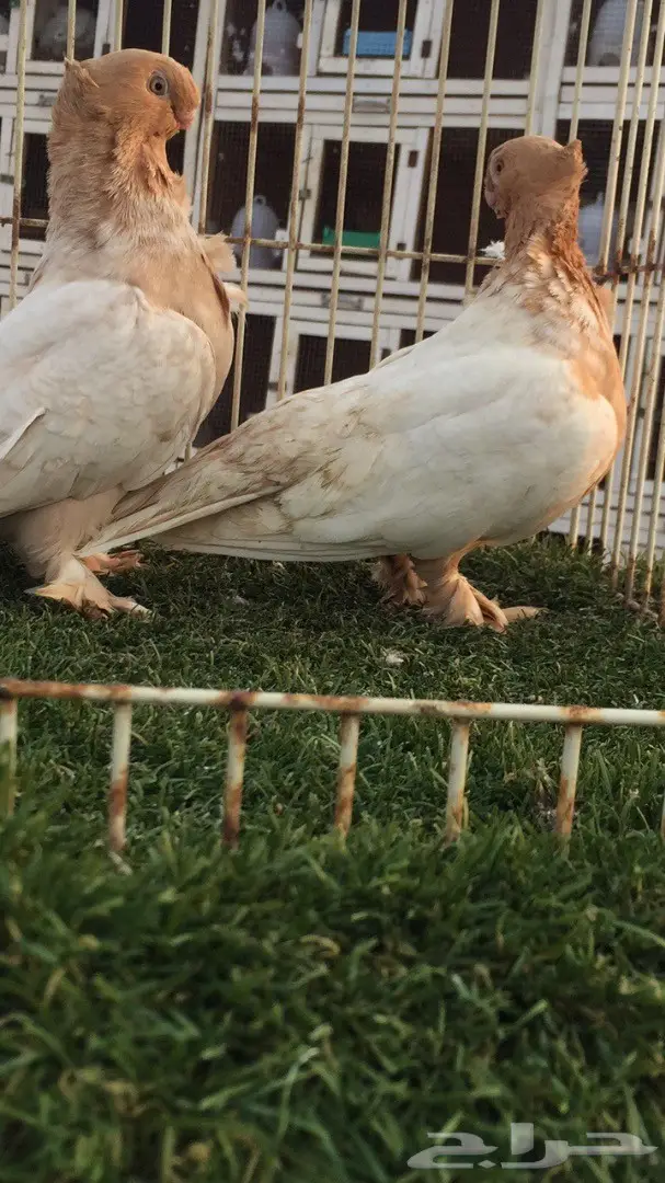 ((جوز ارجنت فراشه)) (image 1)