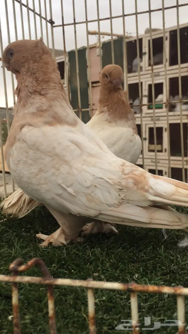 ((جوز ارجنت فراشه)) (image 2)