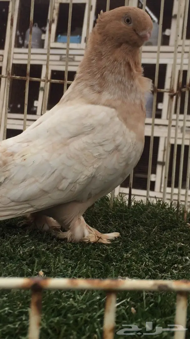 ((جوز ارجنت فراشه)) (image 3)