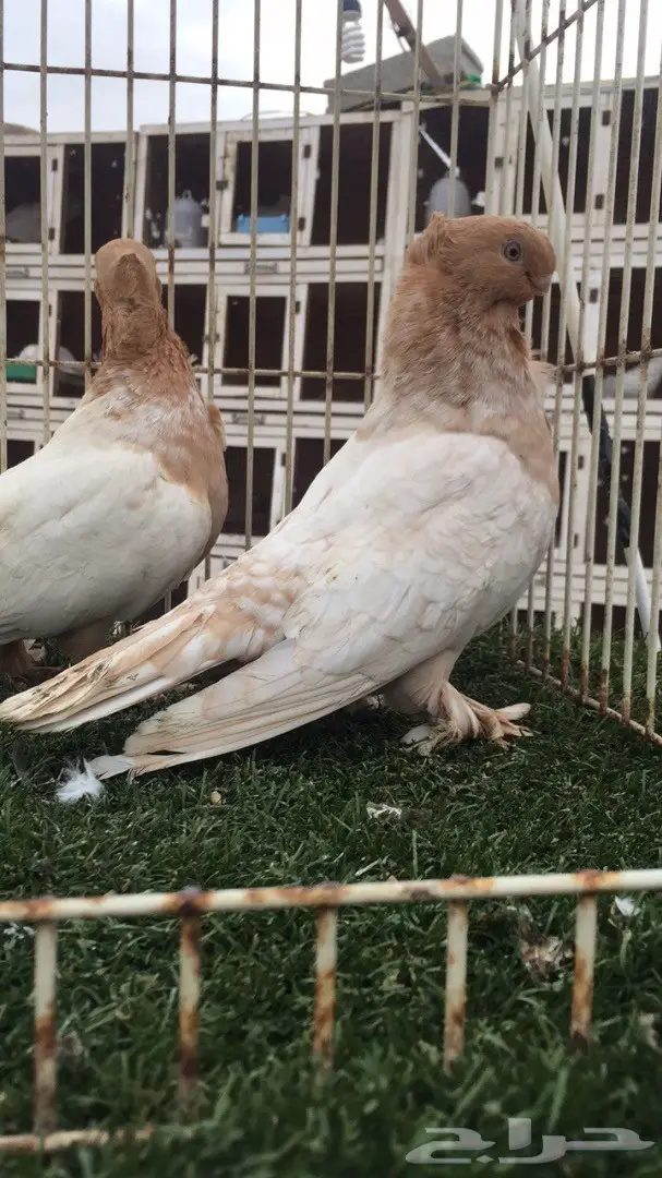 ((جوز ارجنت فراشه)) (image 4)