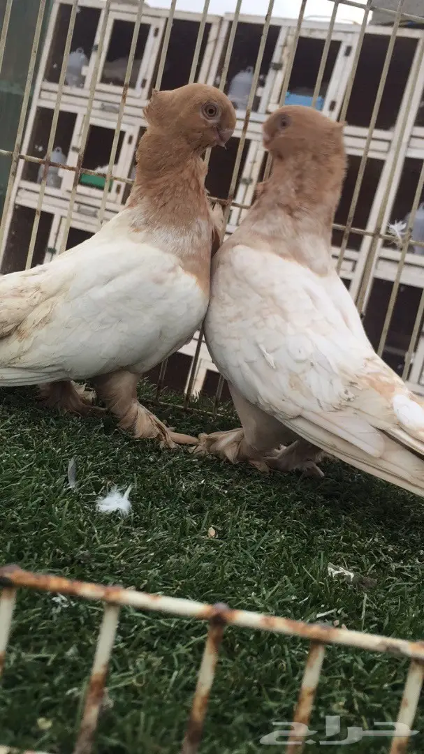 ((جوز ارجنت فراشه)) (image 5)