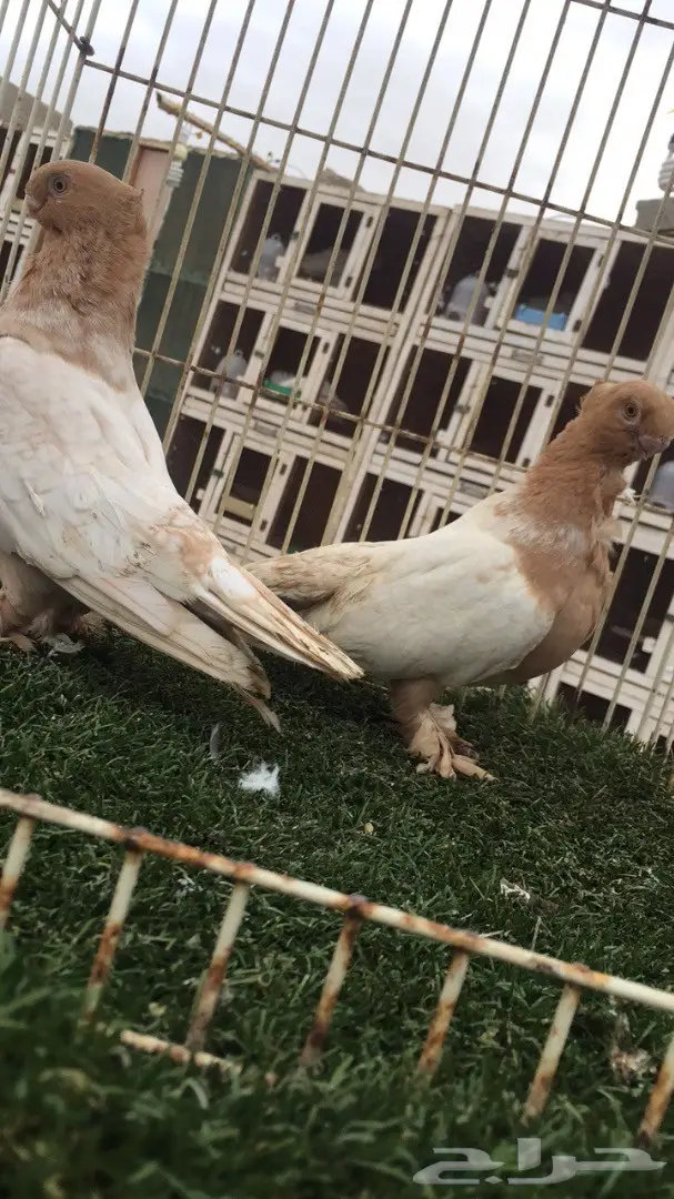 ((جوز ارجنت فراشه)) (image 6)