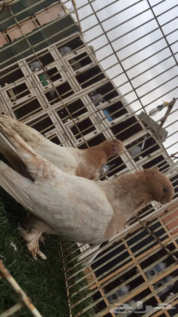 ((جوز ارجنت فراشه)) (image 7)