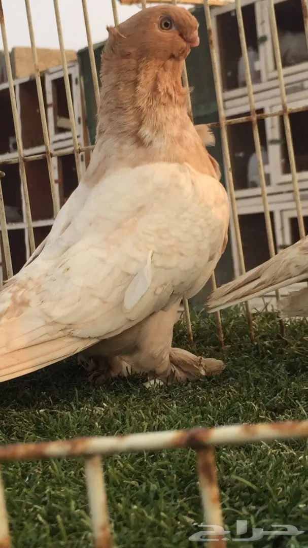 ((جوز ارجنت فراشه)) (image 8)