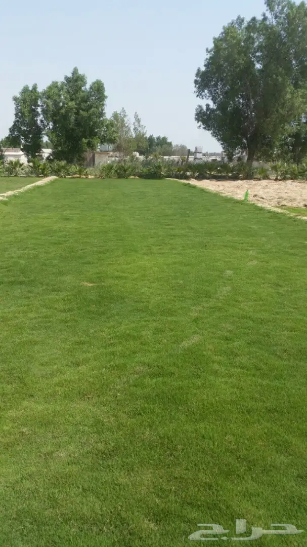 نجيله ( المتر 4 ريال ) فقط  (image 4)