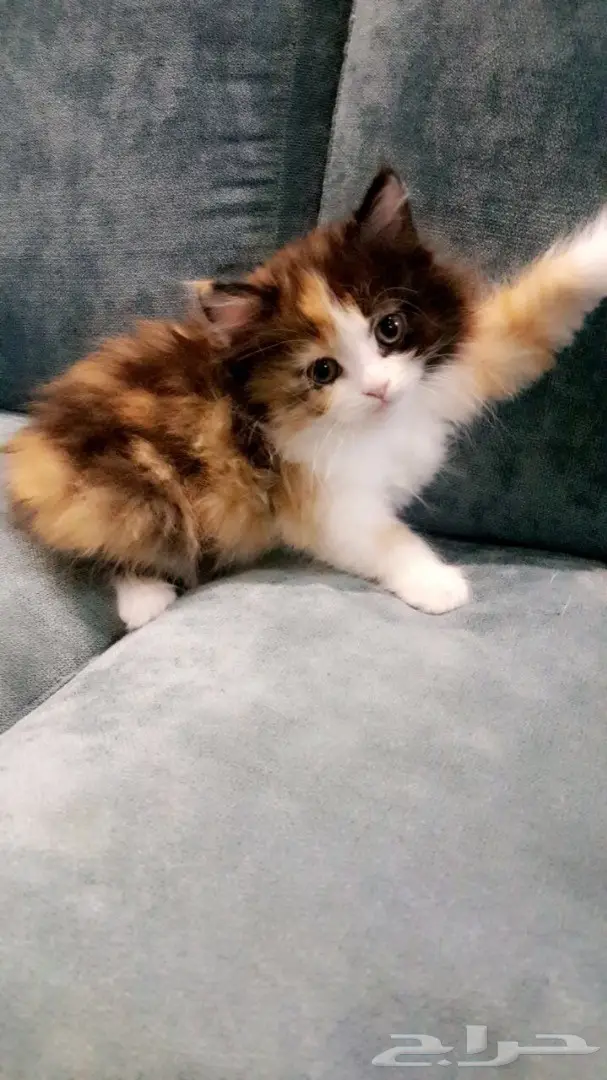 قطط شيرازيه 
