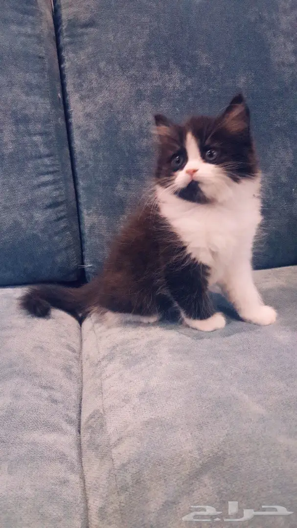 قطط شيرازيه  (image 1)
