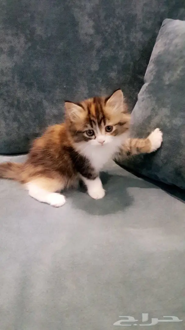 قطط شيرازيه  (image 2)