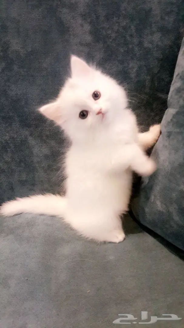 قطط شيرازيه  (image 3)
