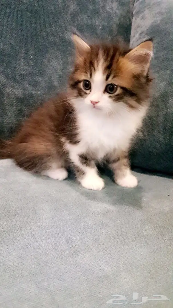 قطط شيرازيه  (image 4)